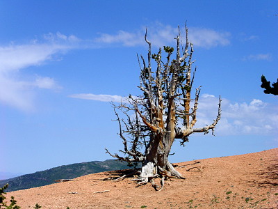 [Many limbed white bark tree with very little greenery on it atop the ridge.]